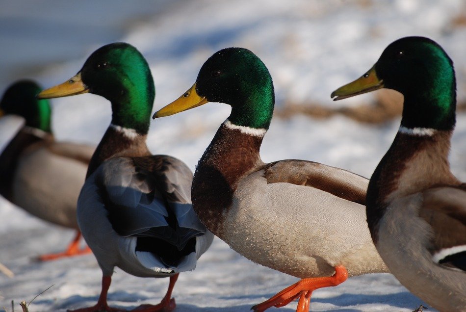 four beautiful wild drakes on a winter road