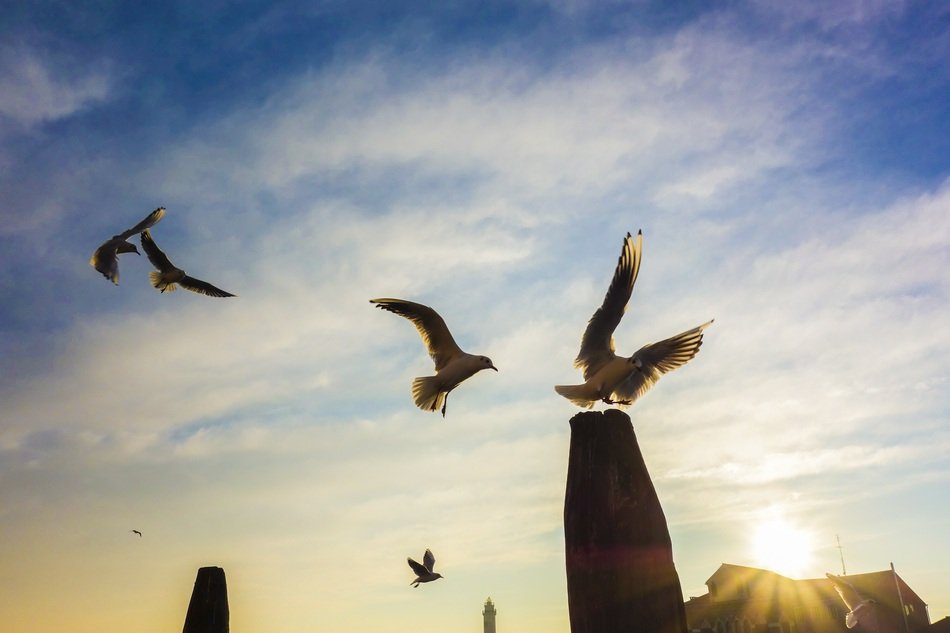 seagulls near the poles in the port