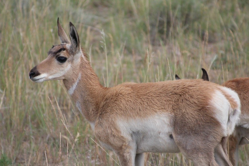 young antelope among high grass close up