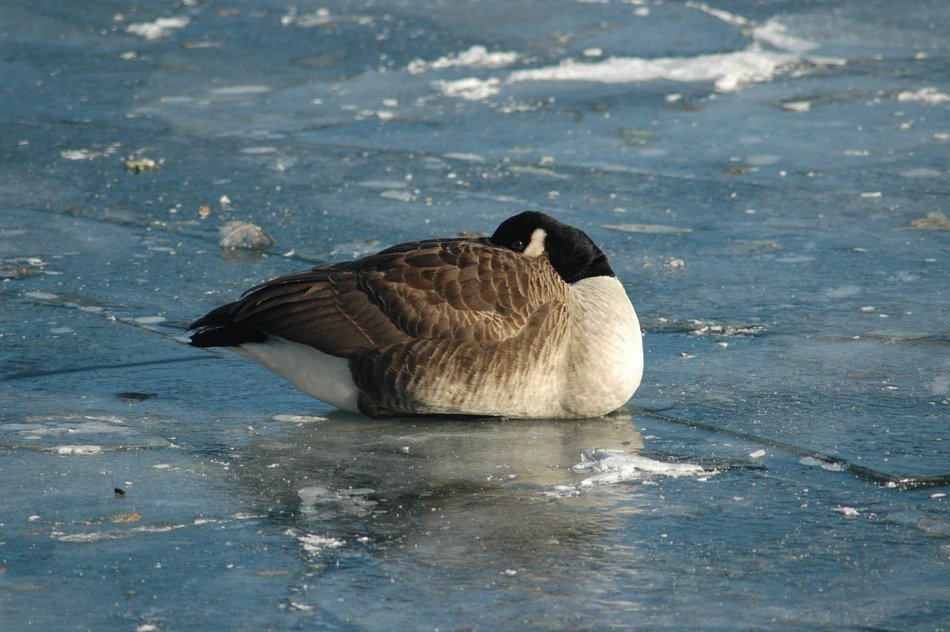 goose on the ice on a river close up