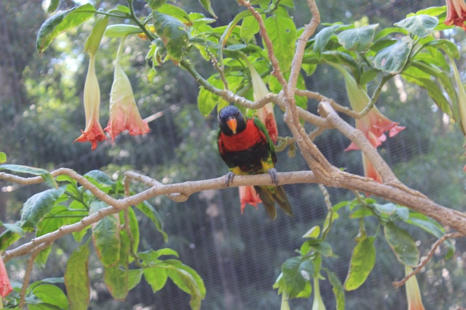 Parrot on the tree