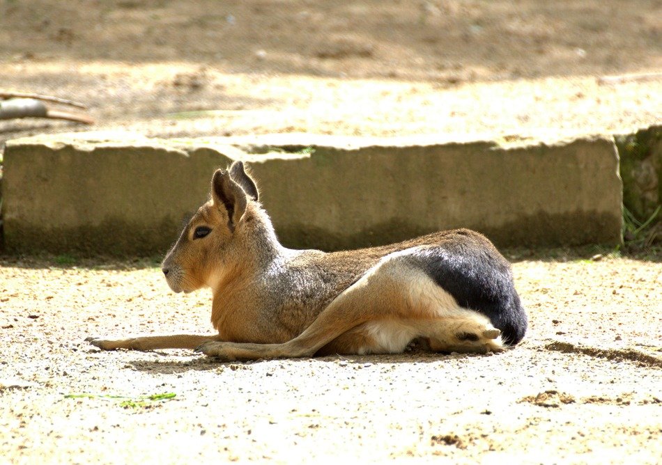 Dolichotis or pampashase, australia