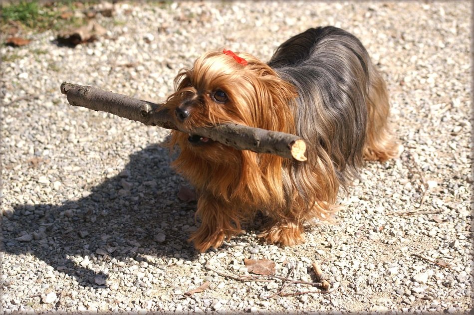 cute dog with a long coat as a reliable friend