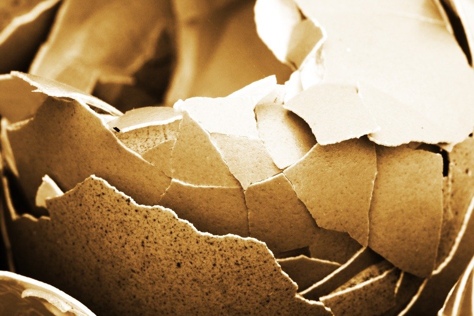 picture of the cracked eggshell