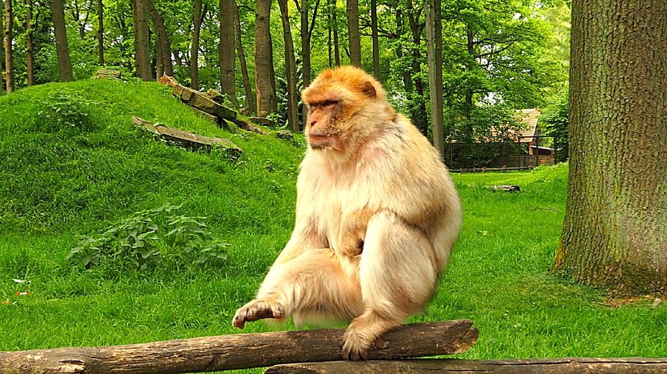 barbary ape in green nature