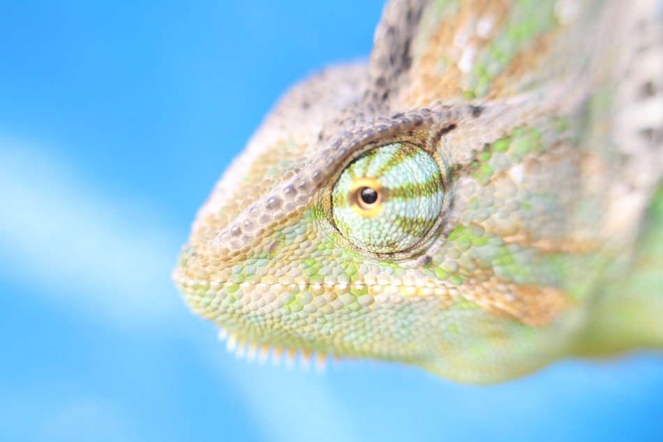 head of colorful chameleon, Macro