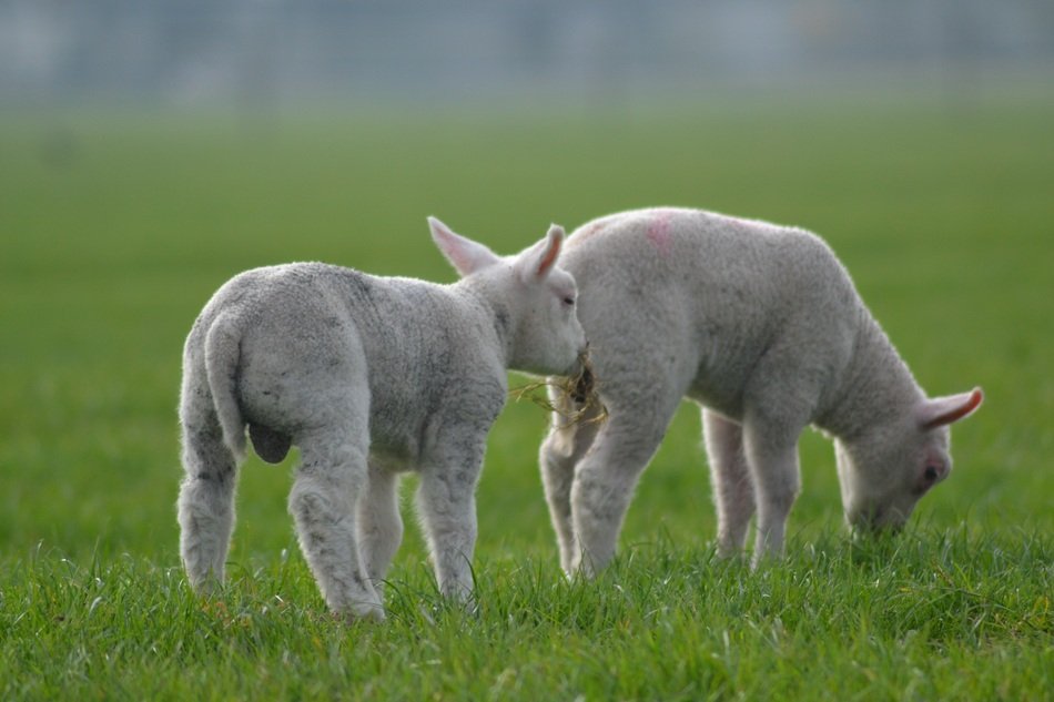 lambs eat green grass in the meadow