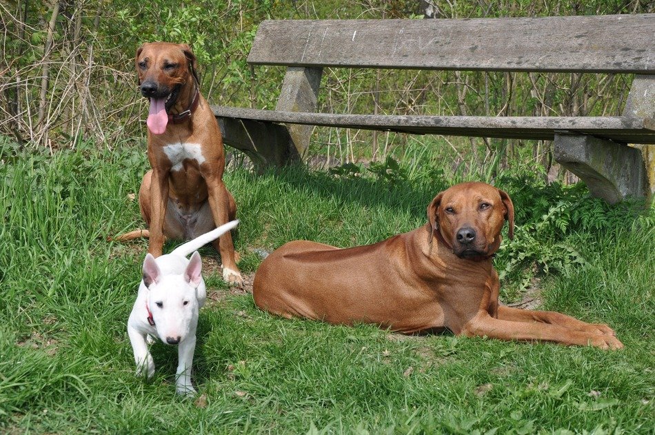 dogs on the grass near the skimp