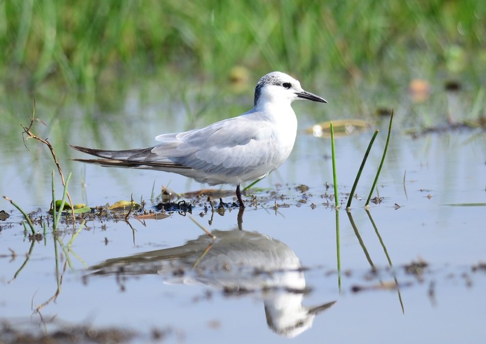 Tern on the marsh