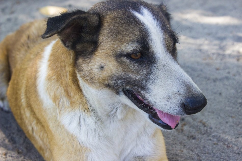 old domestic dog