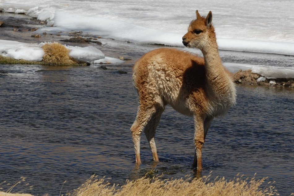 Lama stands in waterflow at winter, Chile Andes