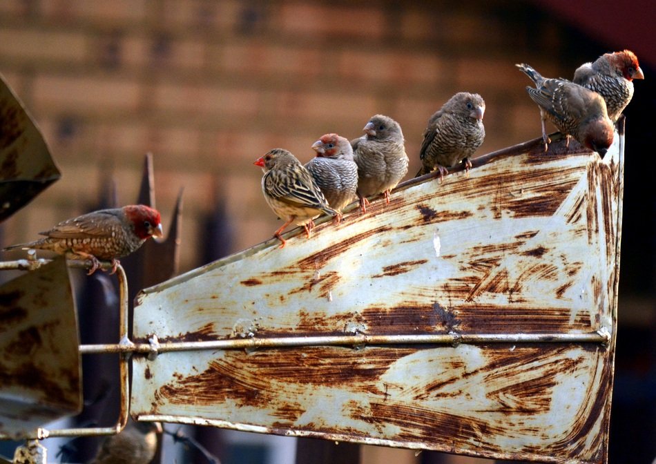 Sparrows sitting on the rusty windmill