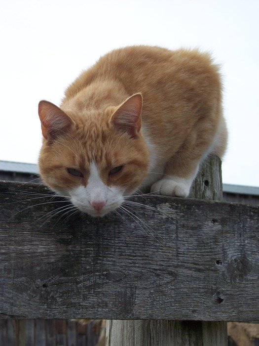 white ginger cat on the roof