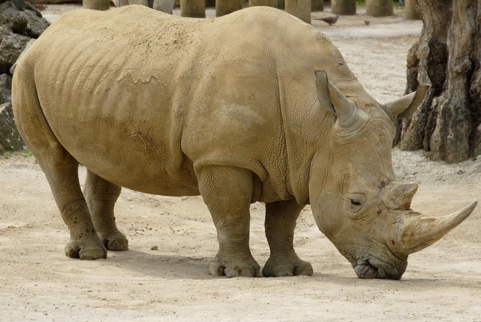 African huge rhinoceros