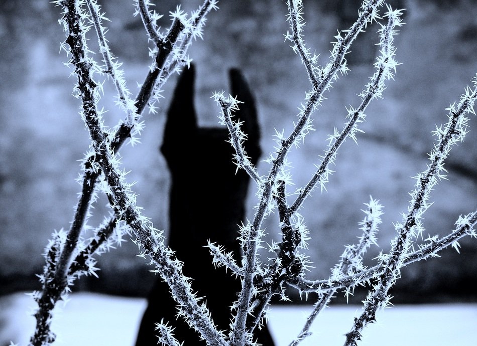 Doberman dog is on a wintry meadow