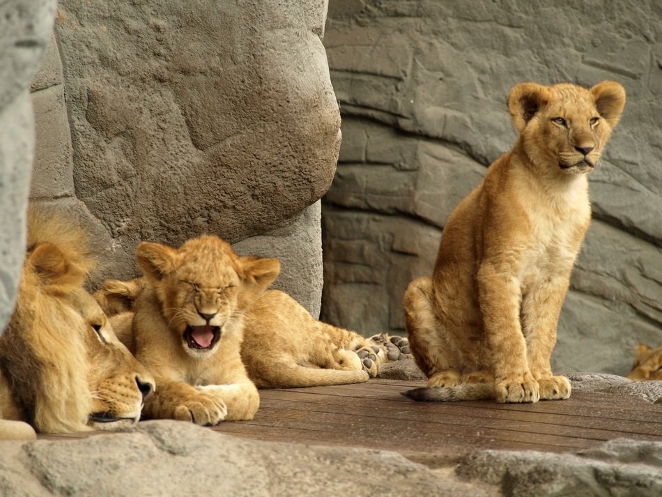 cute lovely Lions