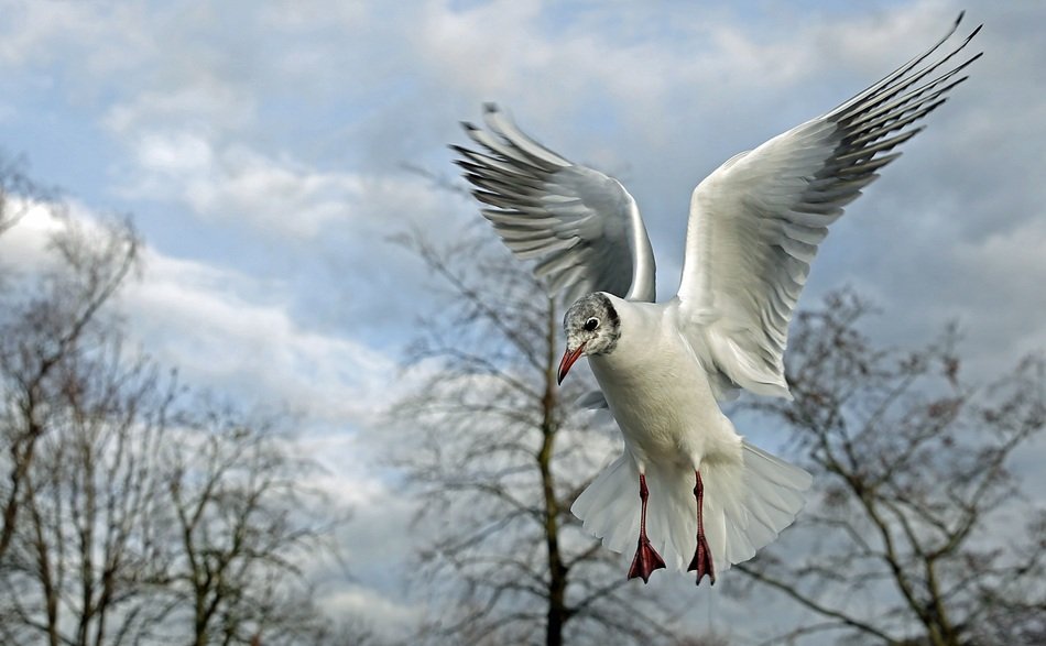 seagull flying over the ground