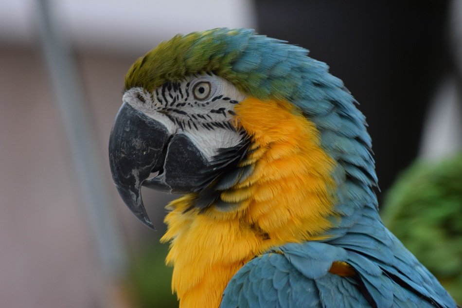 head of colorful parrot on blurred background
