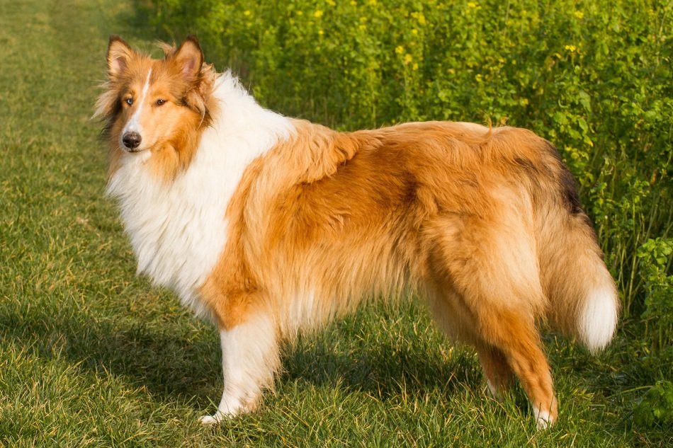 Collie on a green meadow