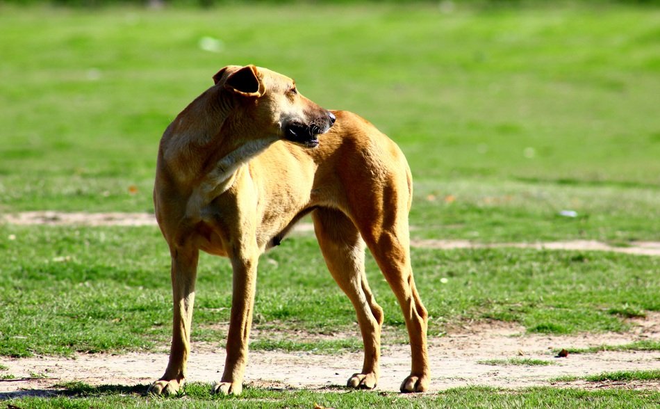 Dog Thirsty