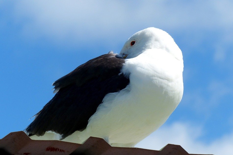 seagull in osterby harbour