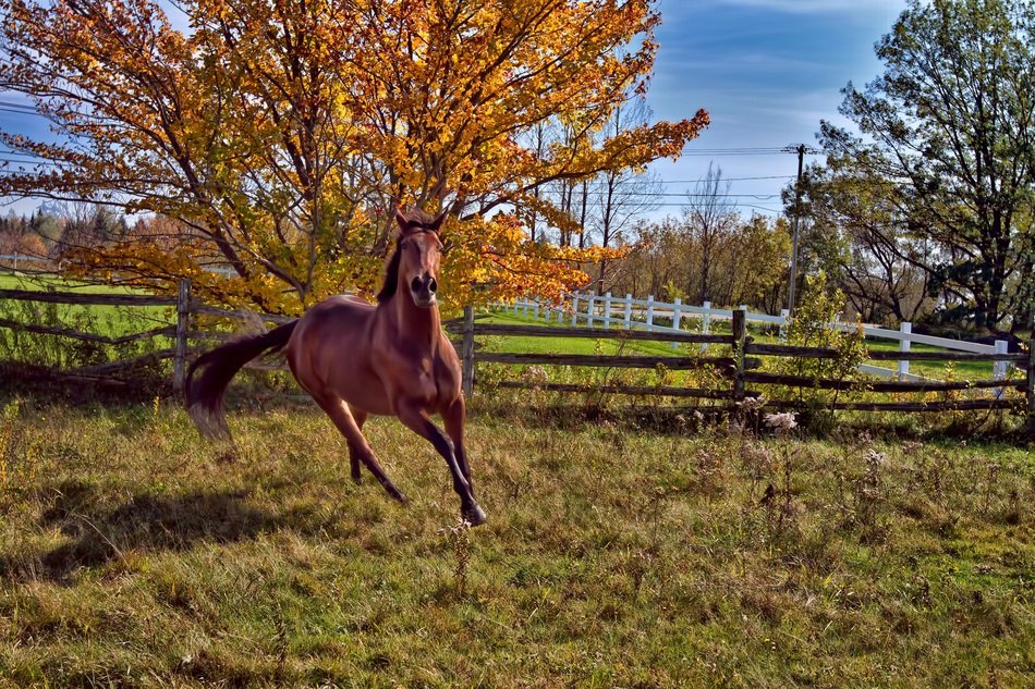 galloping horse on the background of autumn nature