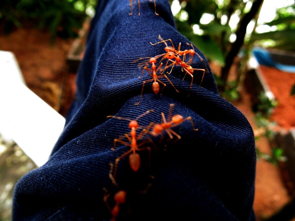 ants on jeans denim