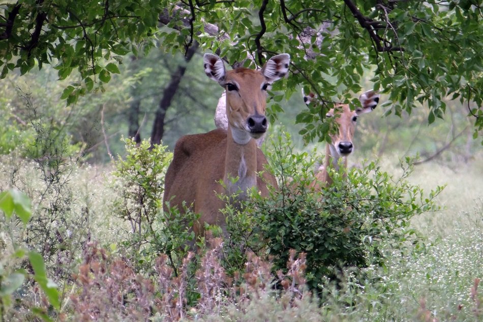 nilgai in wildlife