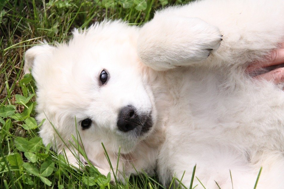 sweet white dog