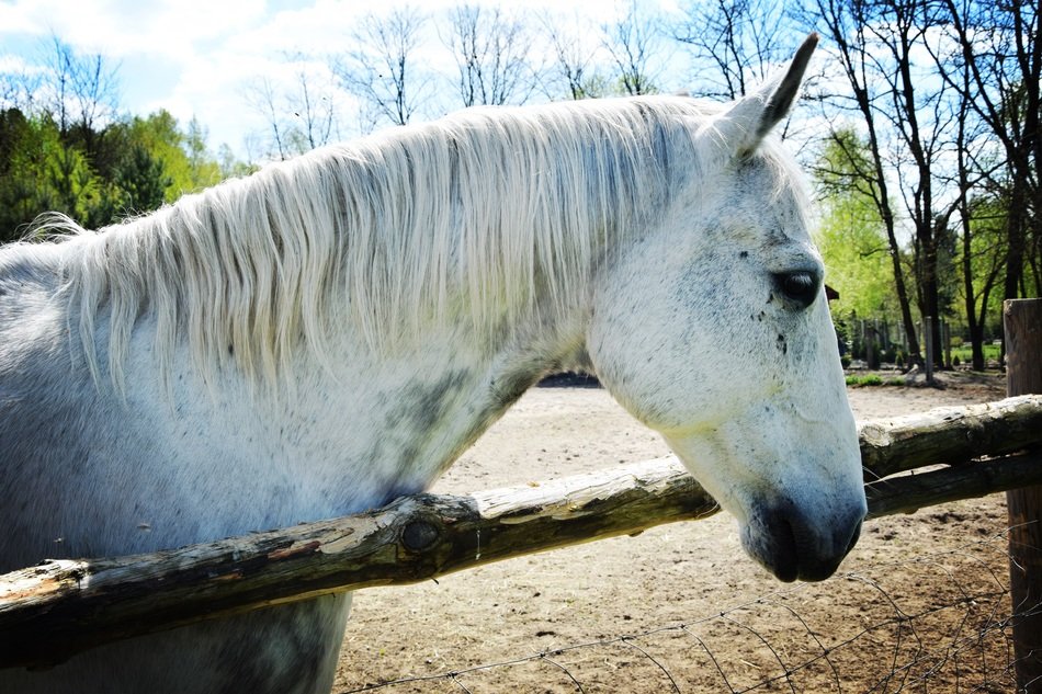 Picture of White Horse
