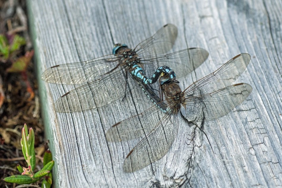 Dragonflies on the wood in Seden
