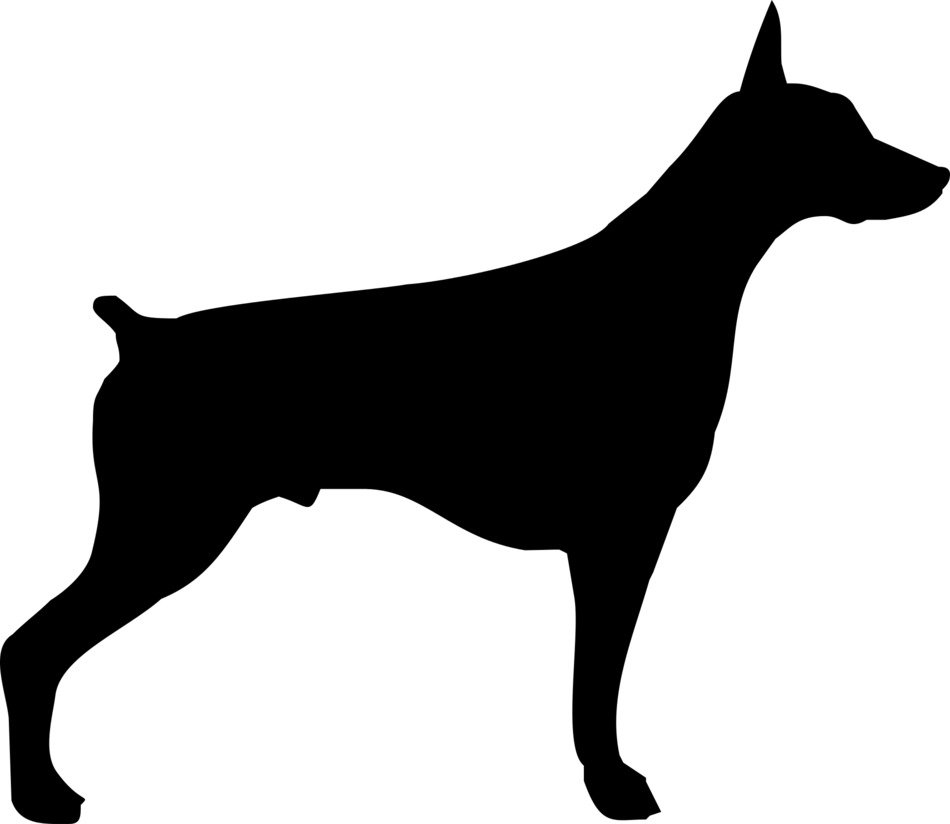 Doberman Dog drawing