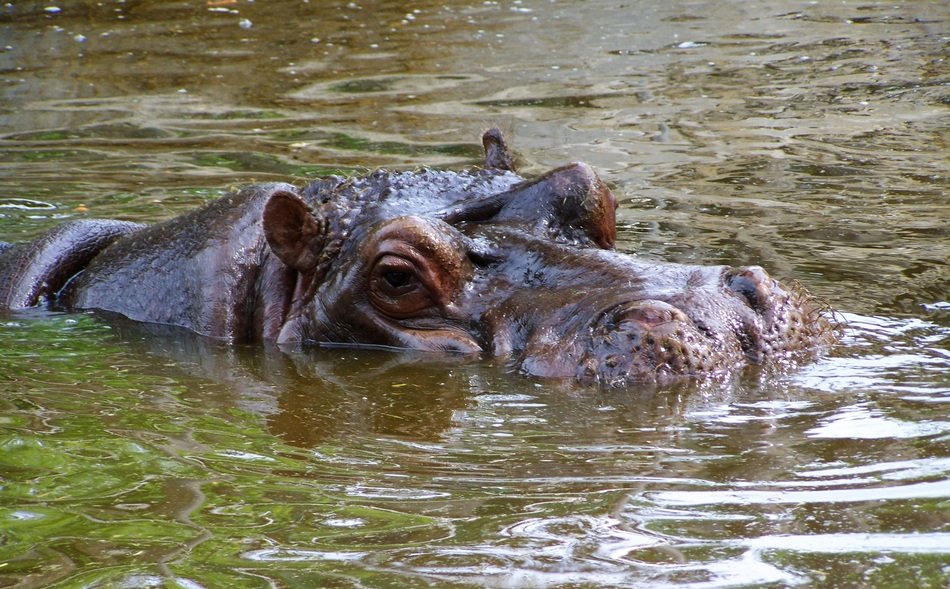 hippopotamus's face sticks out in the water