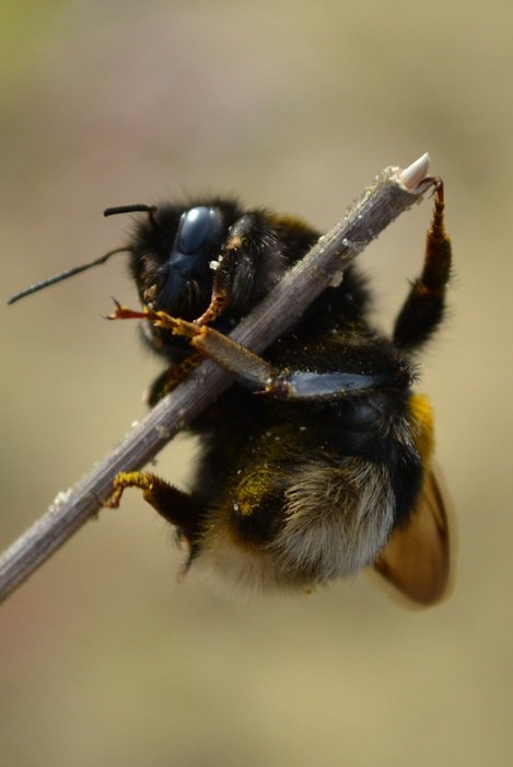 black bumblebee on dry stick