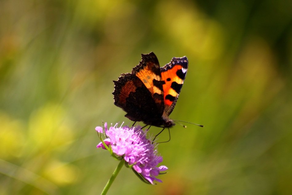 butterfly on the summer meadow