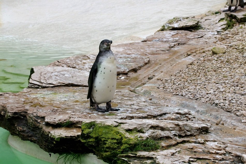 picture of the Penguin in nature