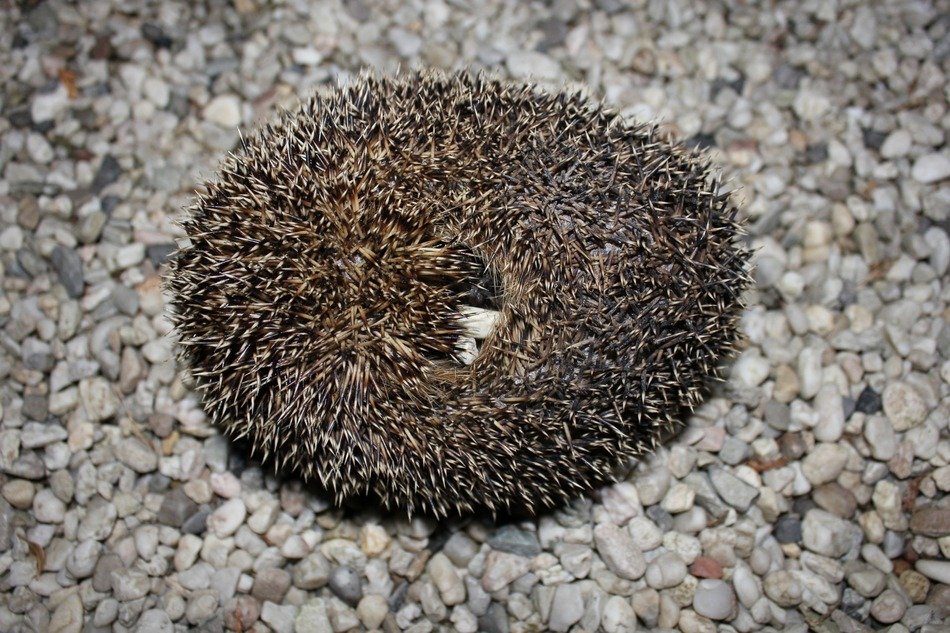 hedgehog crouched in a ball