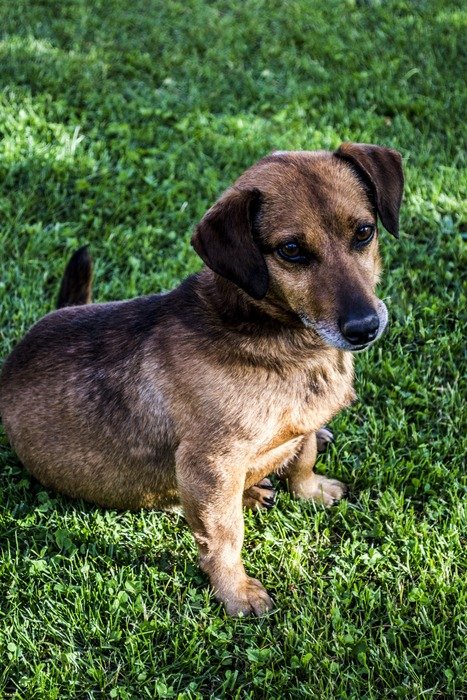 picture of the cute brown doggy