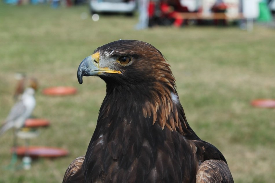 portrait of falcon on green meadow background