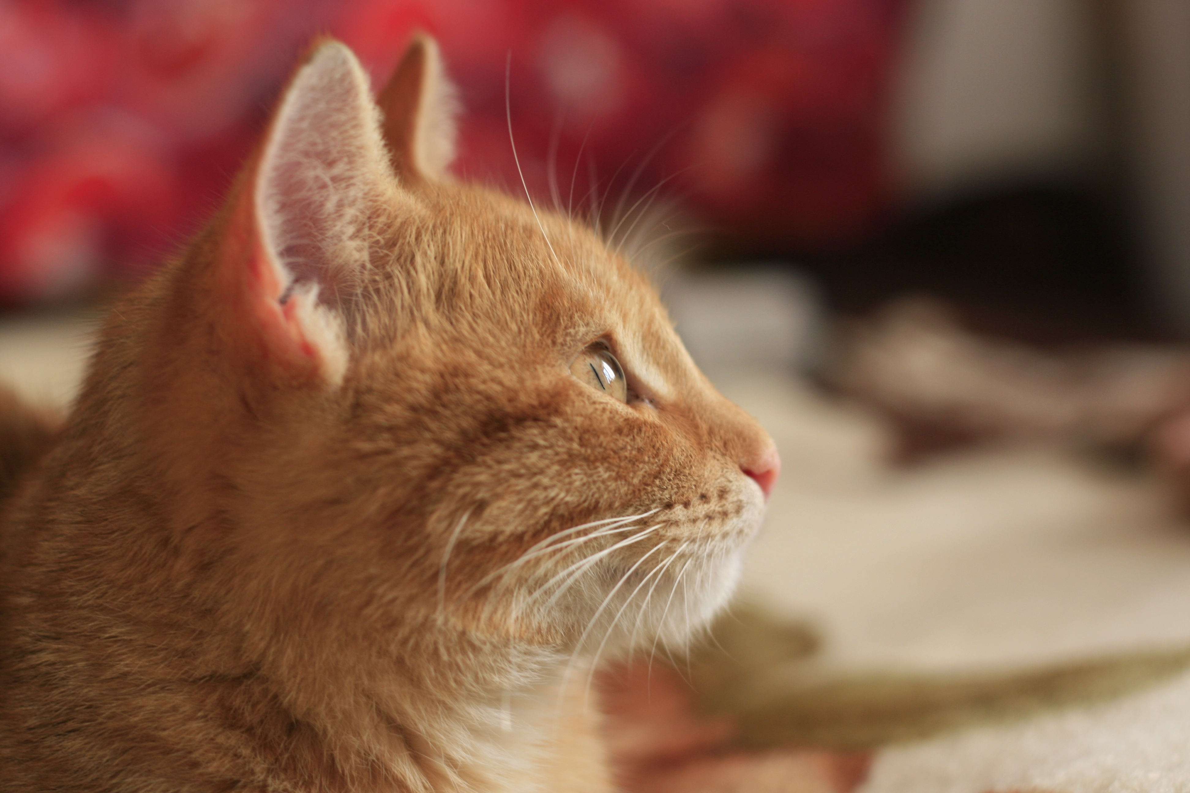 Ginger Cat Portrait Side View Free Image Download