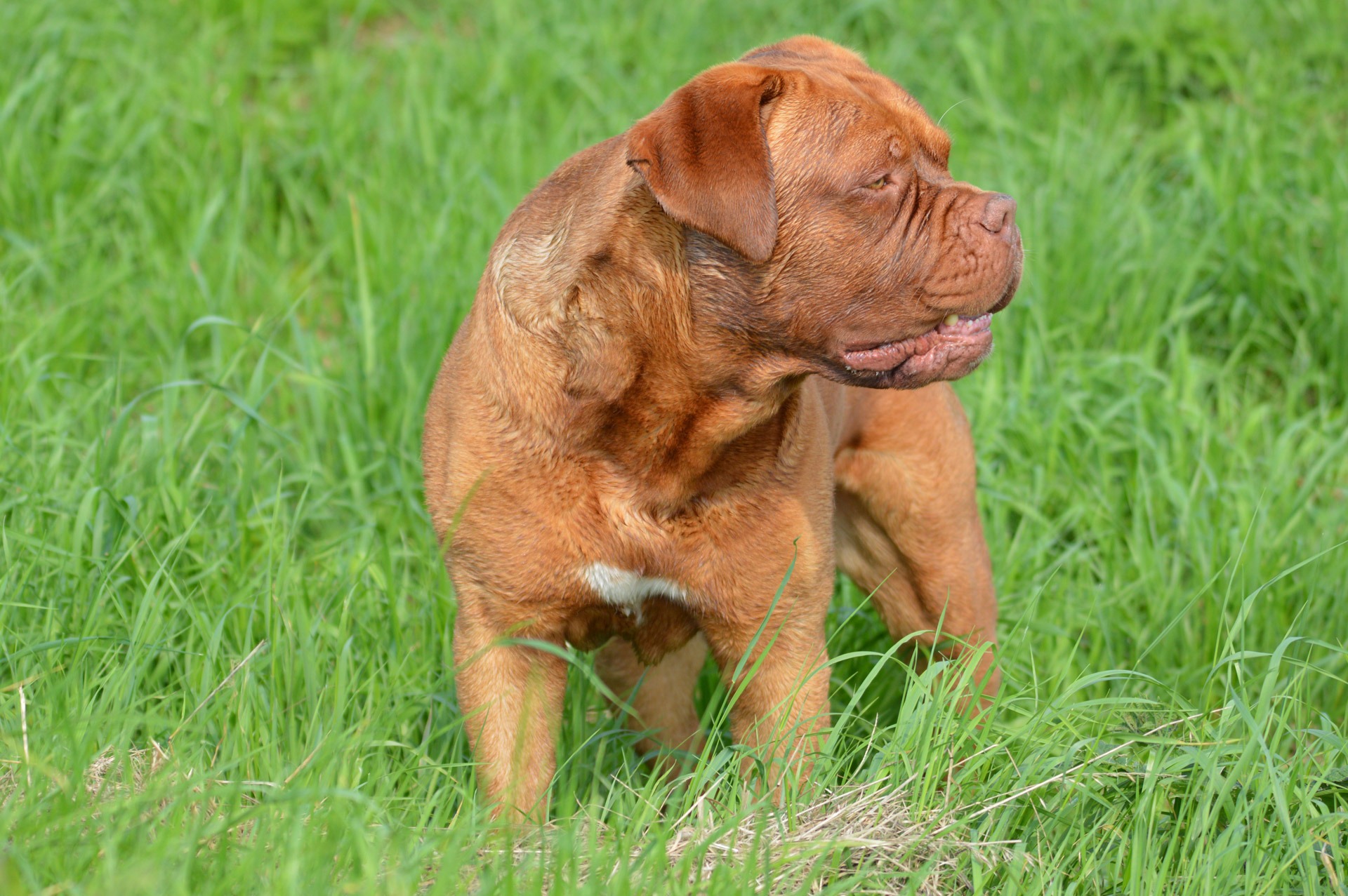 Portrait of brown bulldog in a meadow in Holland free image download