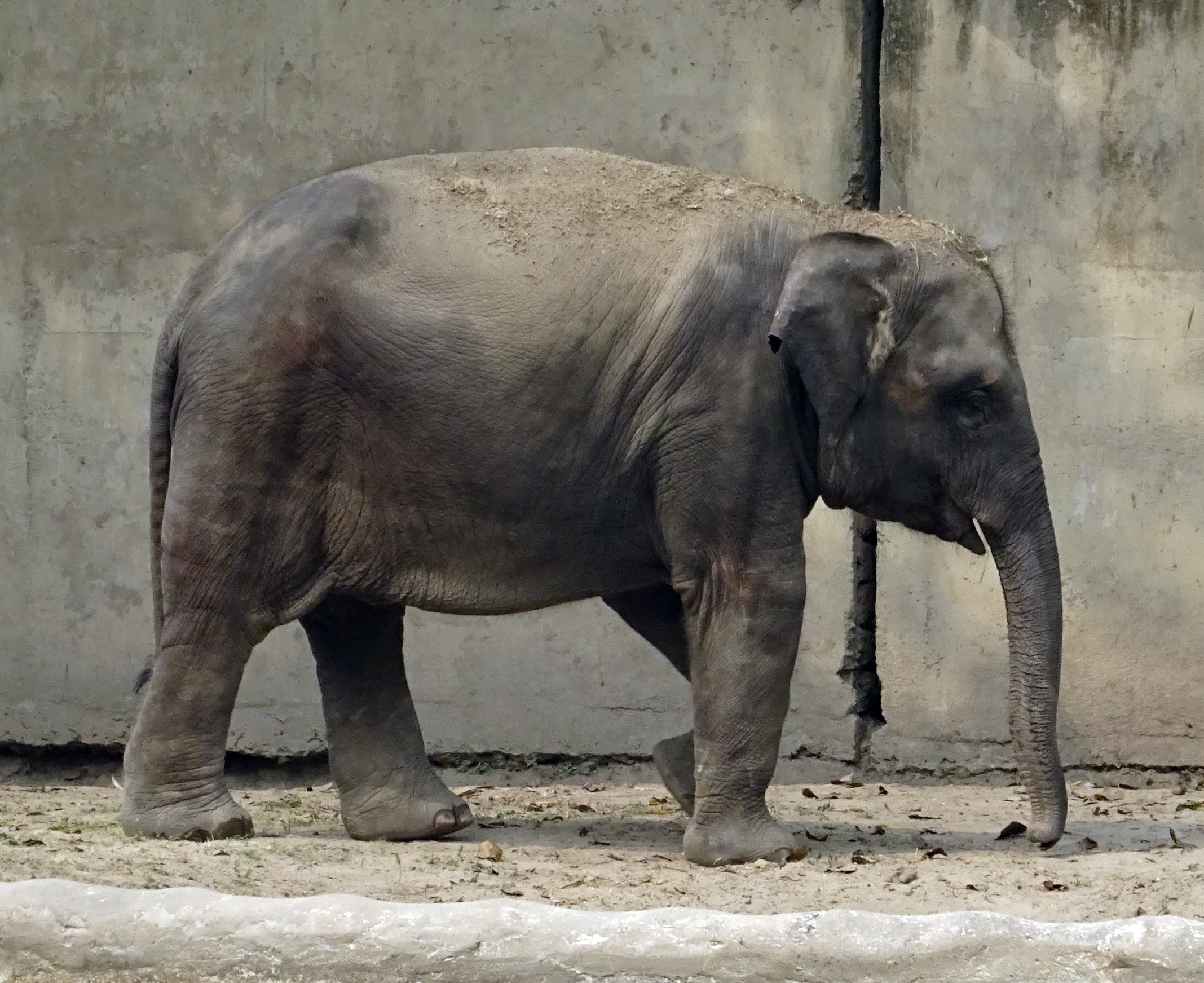 Strong elephant in india free image download