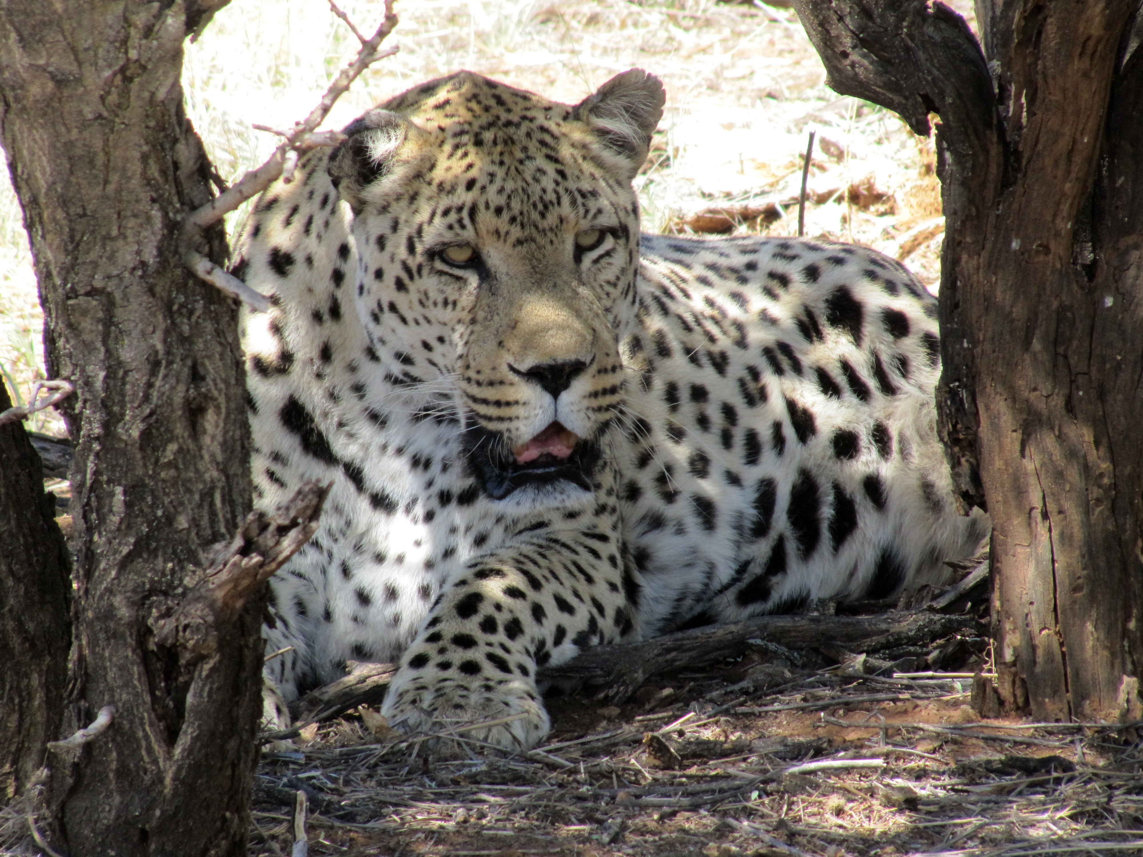 Покажи диких. Берберийский леопард. Большие кошки Африки. Белый Ягуар животное. Сафари к диким кошкам.