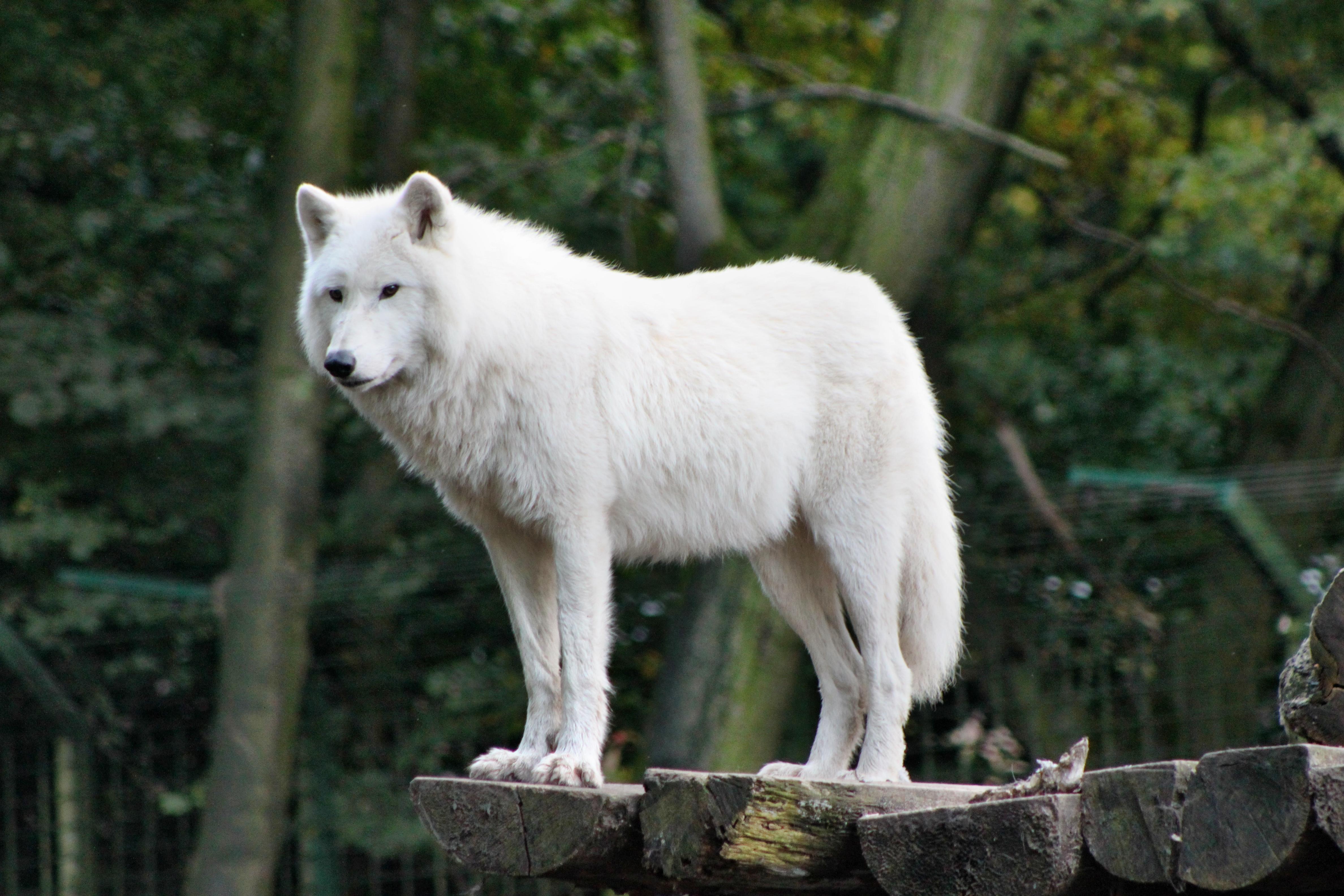 White Wolf On A Raised Platform Free Image