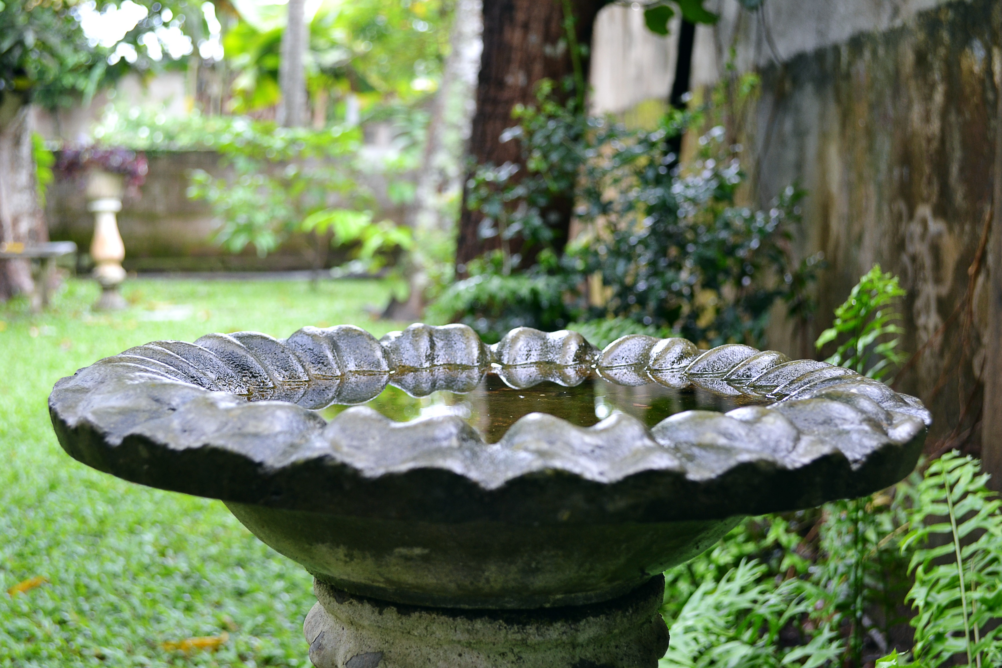 Bird bath. Купальня для птиц. Купальня для птиц в саду. Поилка для птиц в саду. Поилка для птиц декоративная для сада.