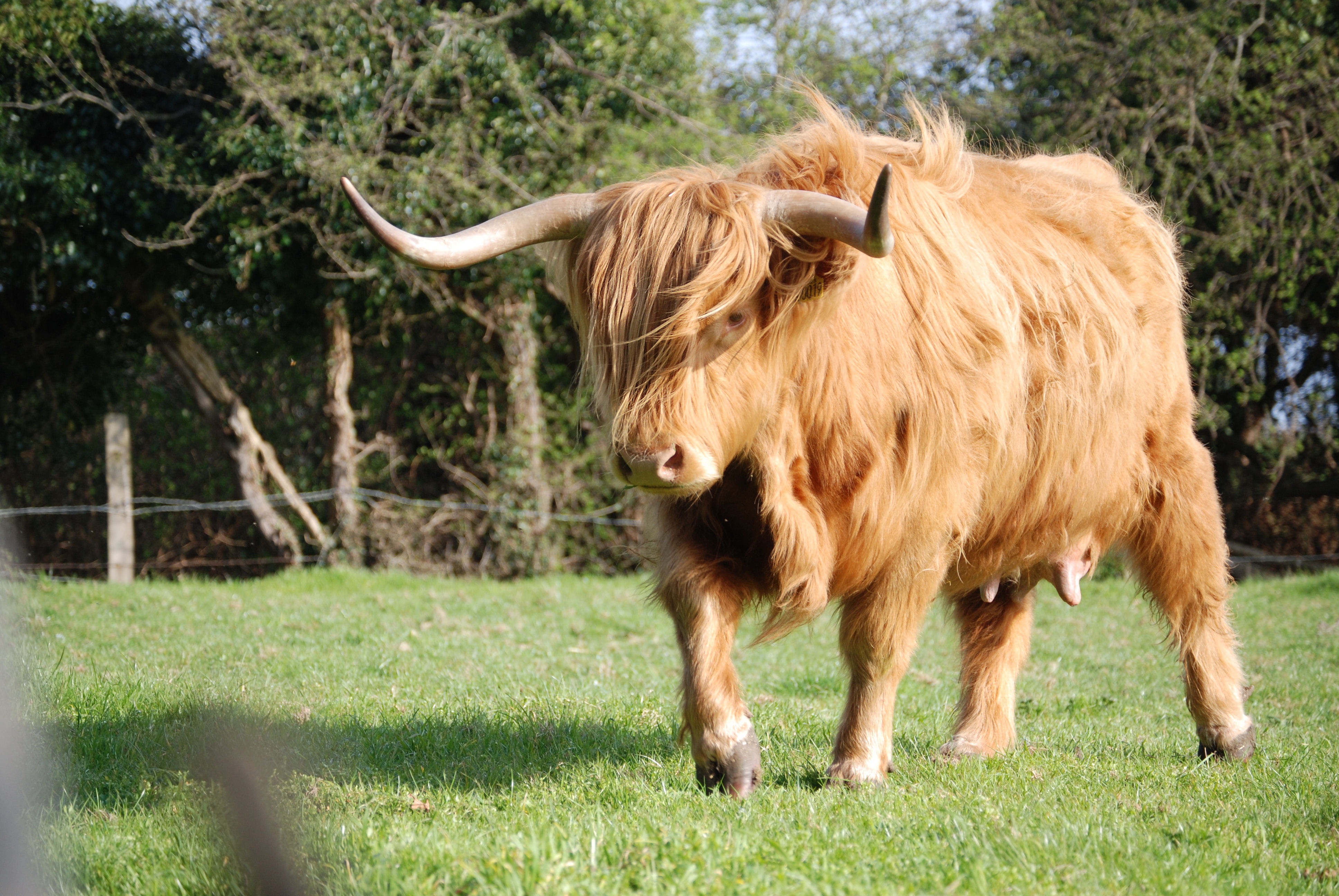 Hairy bull with big horns free image download