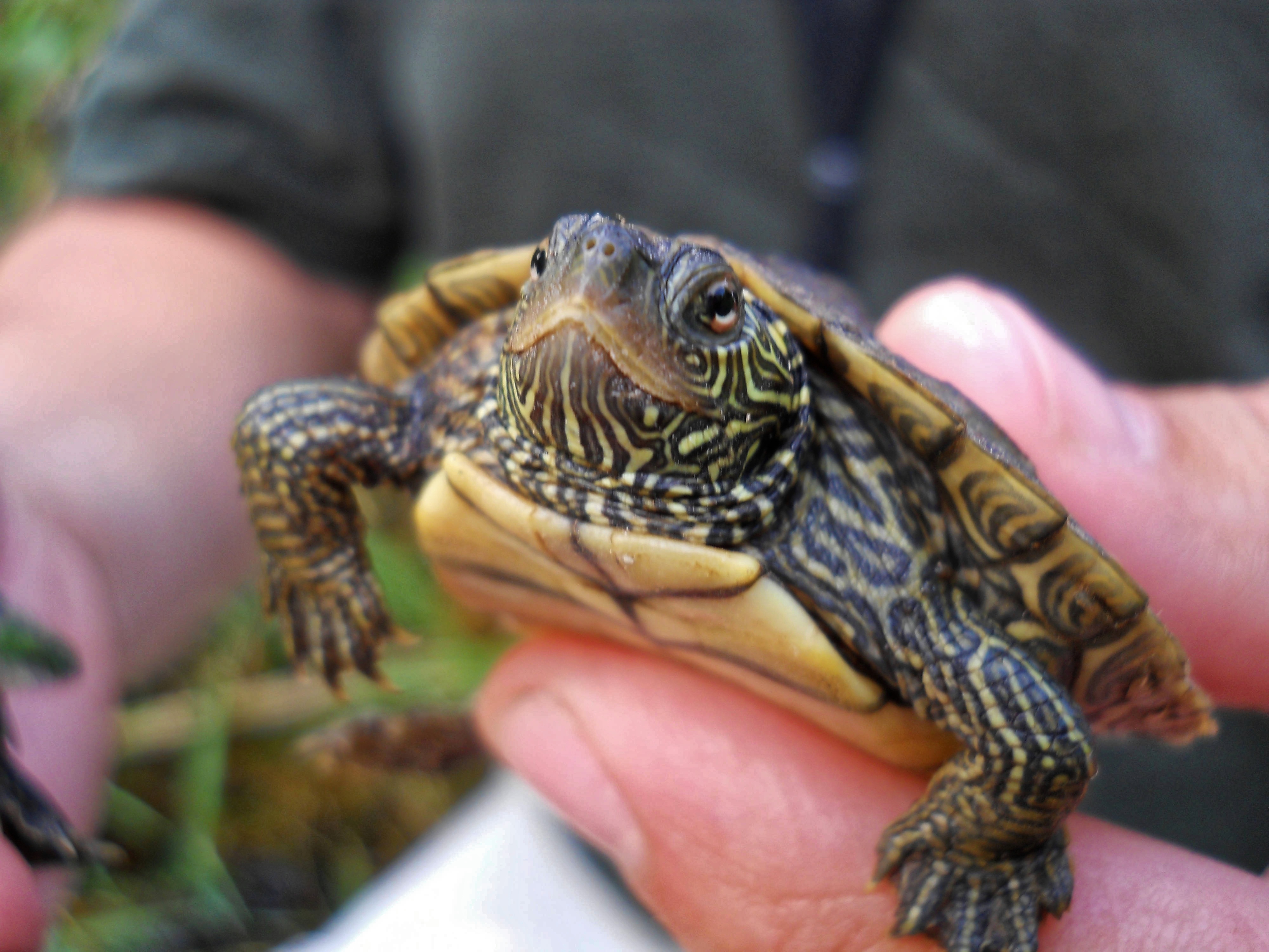 Colorful and cute map turtle in the hand free image download