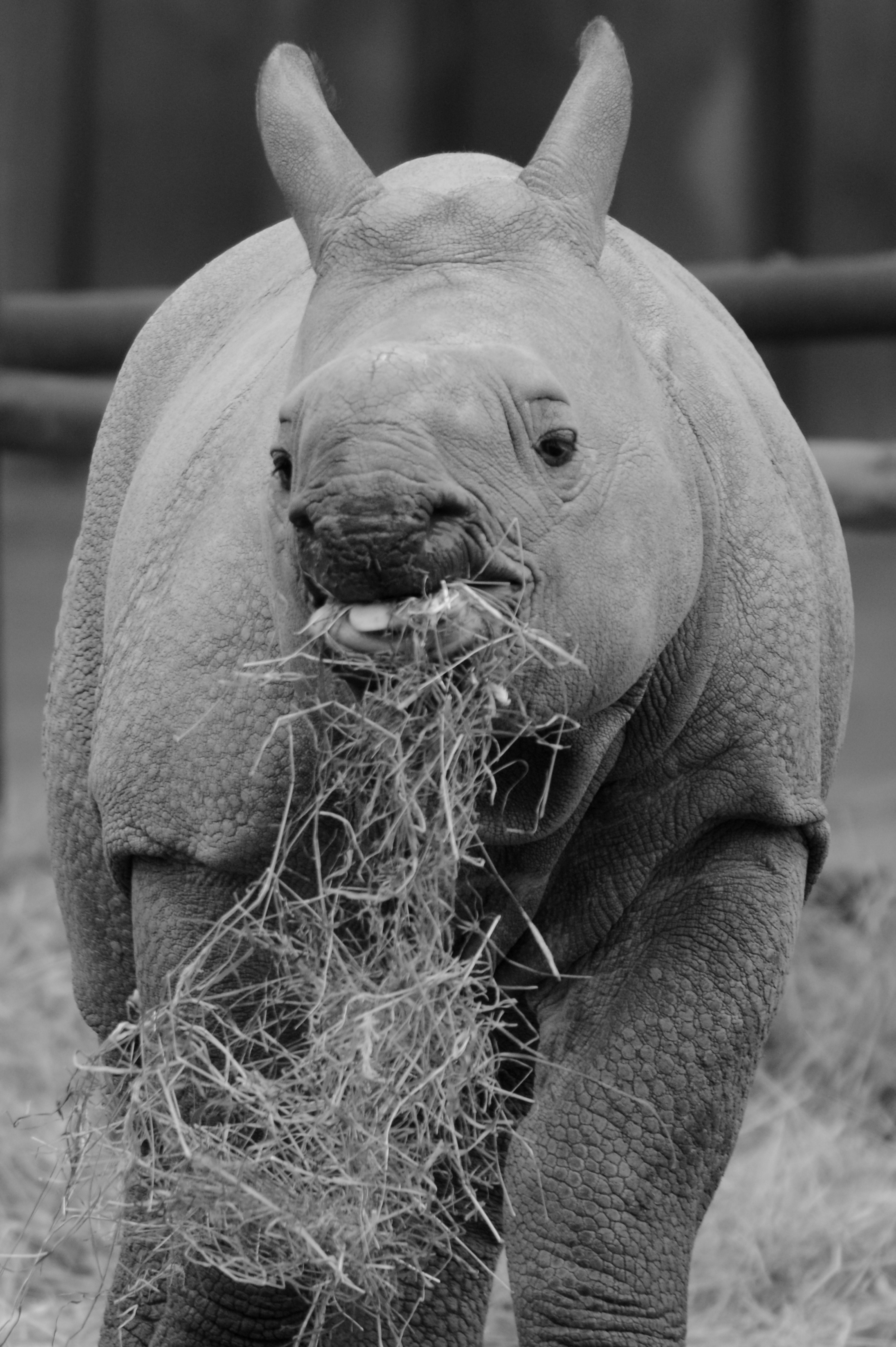 Baby Rhino In Black And White Free Image Download