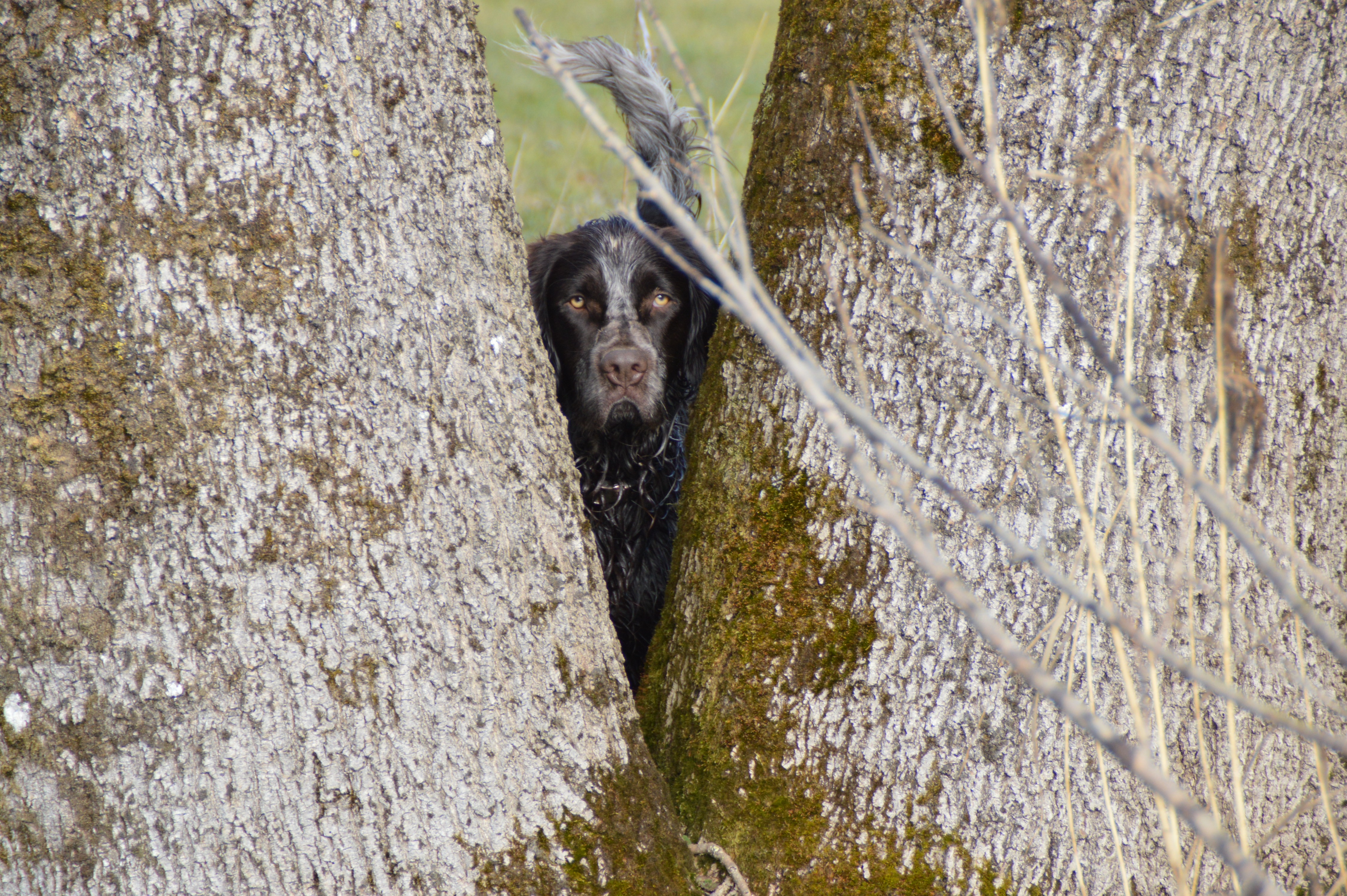 Dog tree. Собачье дерево. Собака на дереве. Собака под деревом.