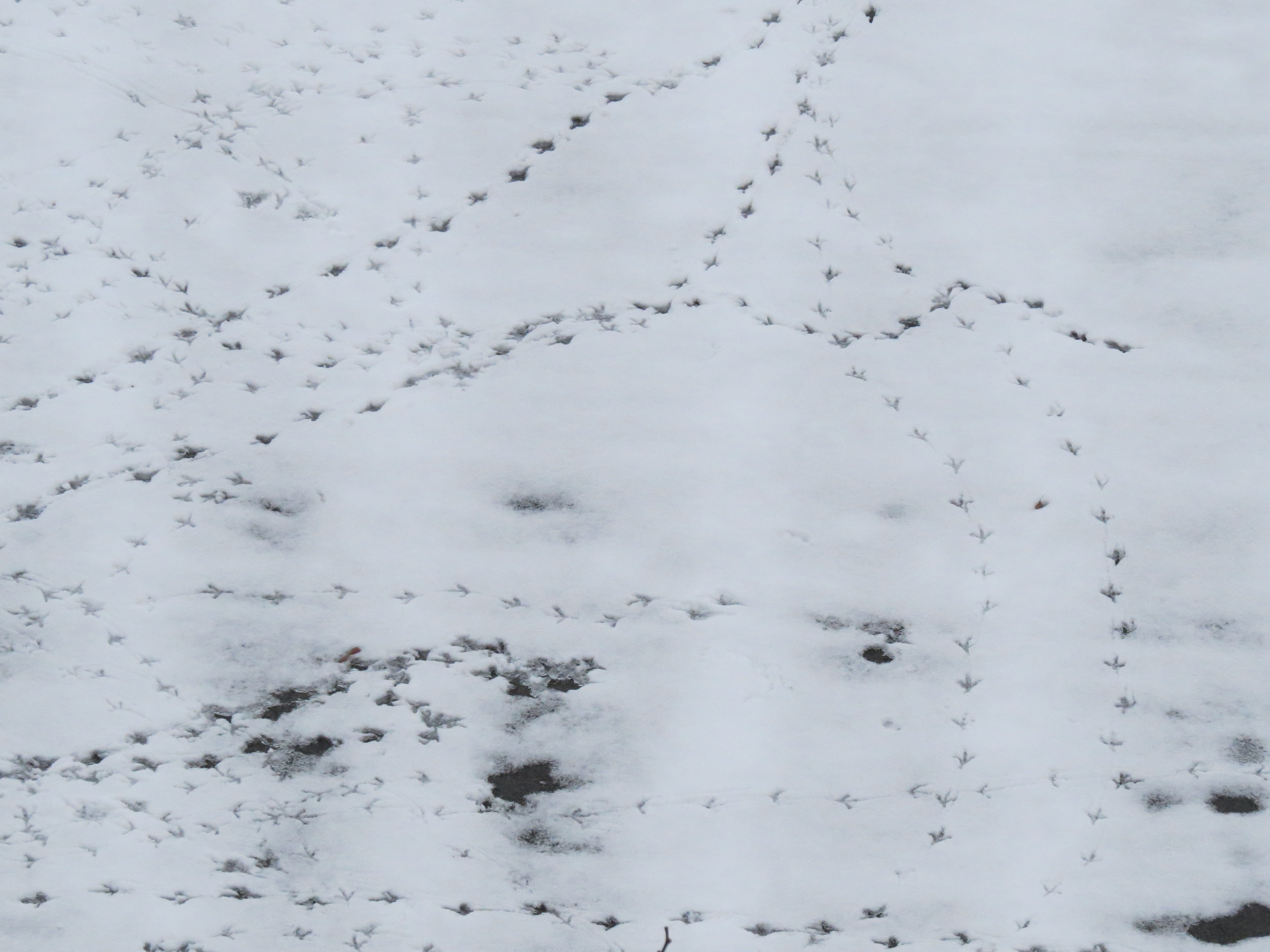 Мышиная тропа на снегу